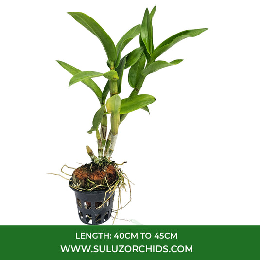 Elegant Purple Dendrobium orchid plant showcasing radiant purple blossoms.