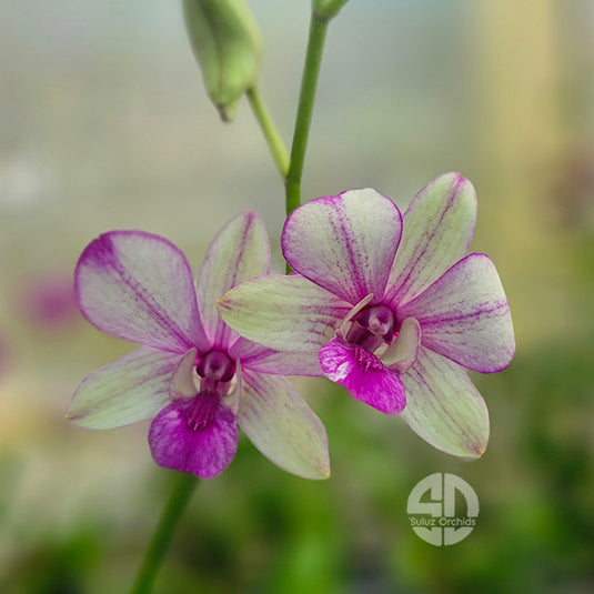 Dendrobium Orchid Pop's Eye Mature Bushy Plant