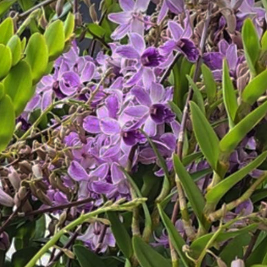Royal purple Dendrobium orchid bloom with velvety petals and refined form.