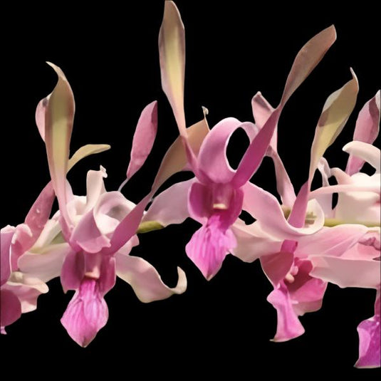  Pink Dendrobium orchid blossom with twisted warm pastel tones and subtle detailing.