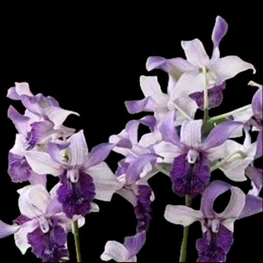Royal Purple Dendrobium orchid blossom with smooth amethyst and white toned petals.