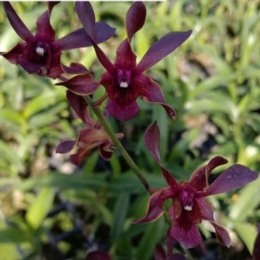 Dendrobium Orchid Red Dragon red -purple contrasting flower