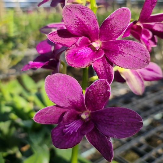 Dendrobium Orchid Plant - Samparan Brown x Tokiko Inaba Seedling