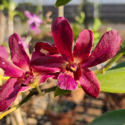 Elegant Red Dendrobium orchid showcasing rich red petals with a contrasting center.