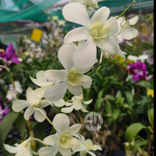Dendrobium Orchid Shavin White Mature With Buds/Flower