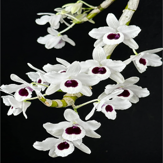 Dendrobium Orchid Siam White Exotic Plant