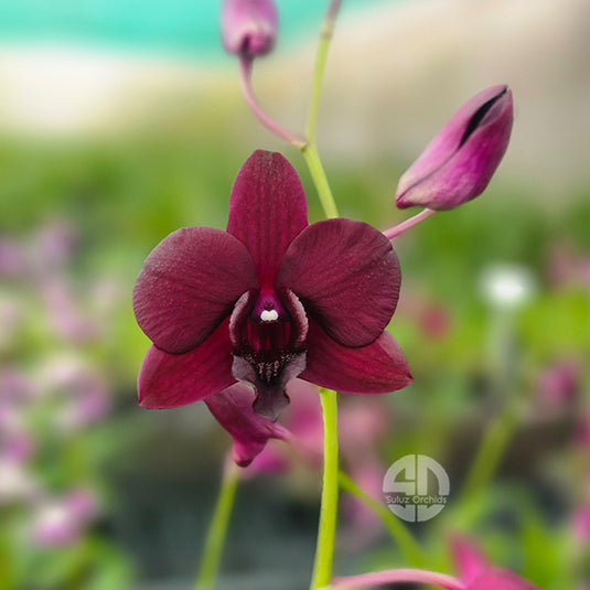 Dendrobium Orchid Simin Red Mature Bushy Plant