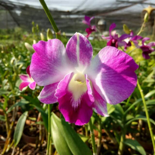 Deep purple Dendrobium orchid blossoms with delicate layered petals.