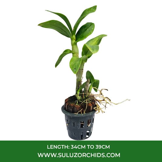 Off White Dendrobium orchid plant with striking White flowers ideal for décor.