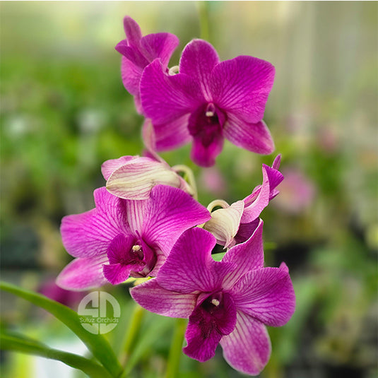 Dendrobium Orchid Star Bright Mature