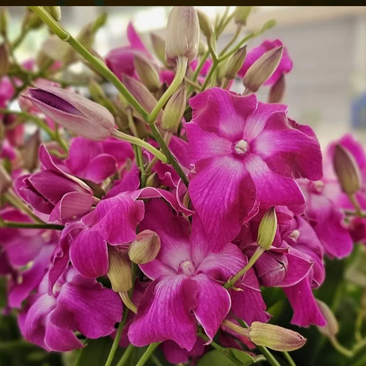 Regal pink Dendrobium orchid blossom with soft, pink petals and elegant form.
