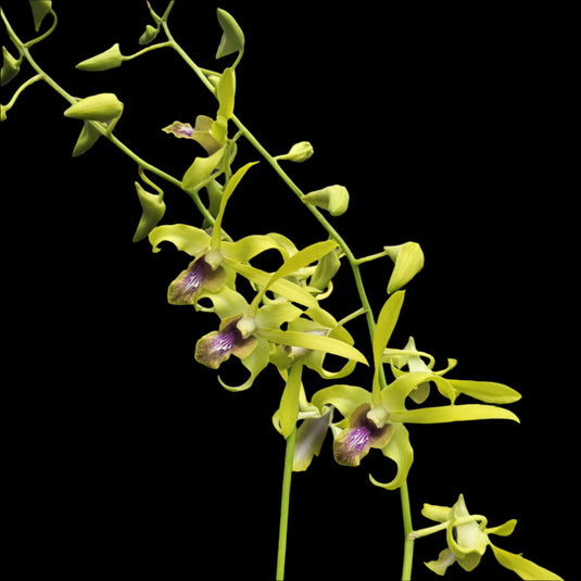 Yellow Dendrobium orchid with bright yellow blossoms and subtle golden and Purple throat markings.