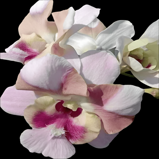 Pink Dendrobium orchid with soft pink blooms and airy pastel petals.