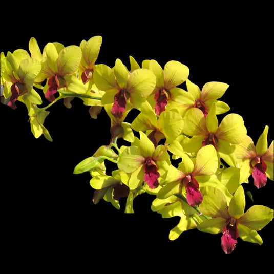 Dendrobium Orchid Plant Sunmoon - Seedling