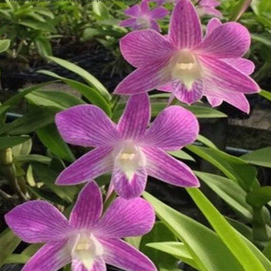 Dendrobium Orchid Thanida Oink Stripe x Hawaii Stripe #1 Mature Bushy Plant