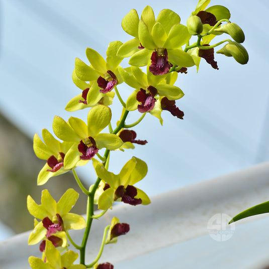 Dendrobium Orchid Thongchai Gold #12- Medium Stage