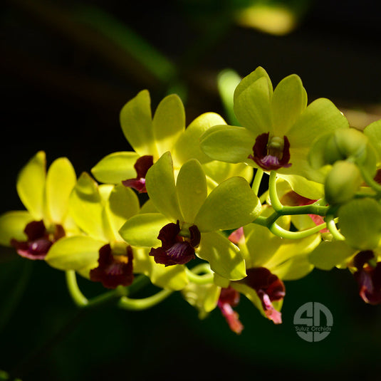 Yellow Dendrobium orchid featuring vibrant chartreuse blooms with red center.