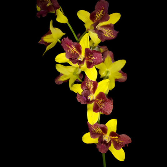 Dendrobium orchid Thongchai Gold 3 Lip with bright yellow multi-lip flowers