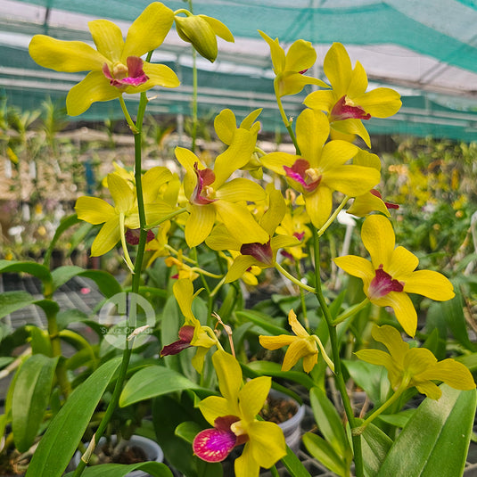 Dendrobium Orchid Thongchai Gold #338 Mature With Buds/Flower
