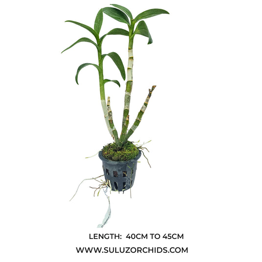 Dendrobium orchid Thongchai Gold 3 Lip mature bushy plant with healthy green canes