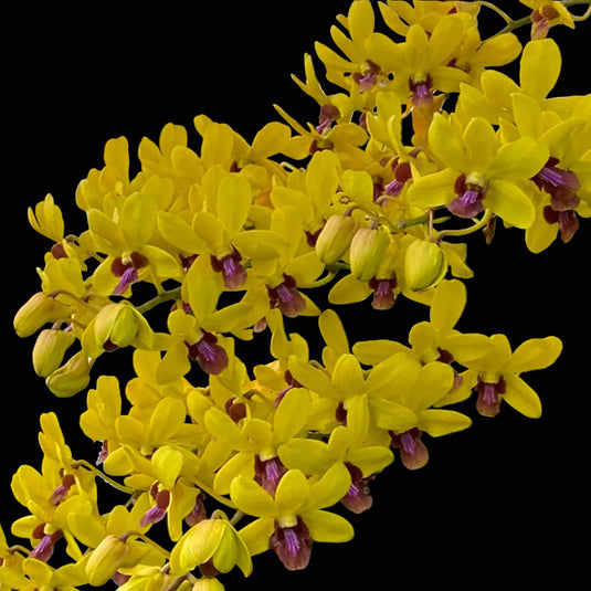 Dendrobium Orchid Thongchai Gold #2066 yellow flower with purple lip