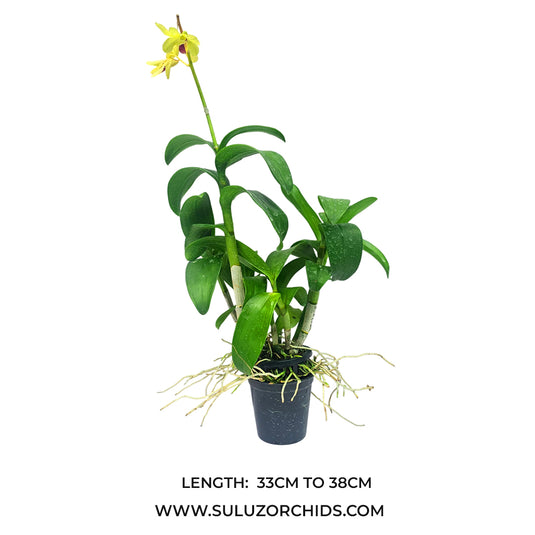 Dendrobium Orchid Plant Thongchai Gold #298 yellow flowering mature orchid plant