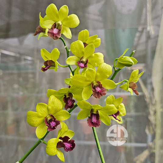 Dendrobium orchid Thongchai Gold with bright golden yellow flowers with subtle brown throat markings.