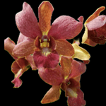 Dendrobium Orchid Thongchai Gold x Sampran Brown brown-yellow flower with contrasting purple lip tones