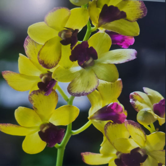 Yellow Dendrobium orchid blossom featuring yellow petals with purple margin and center.