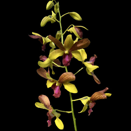 Dendrobium Orchid Thongchai Gold x CKAII Oka Mature Plant bright yellow-red petals with golden yellow center flower