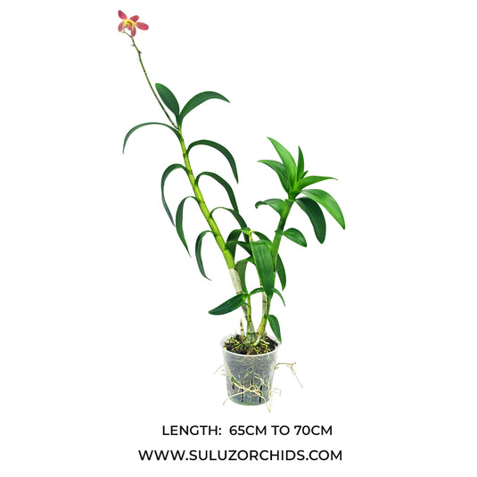 Dendrobium Orchid Plant Thoshiko Blue x Izumi #352 violet-blue flowering mature orchid plant