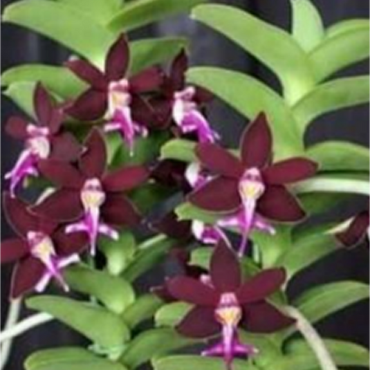 Vanda Orchid Trichoglottis Brachiata Exotic Plant