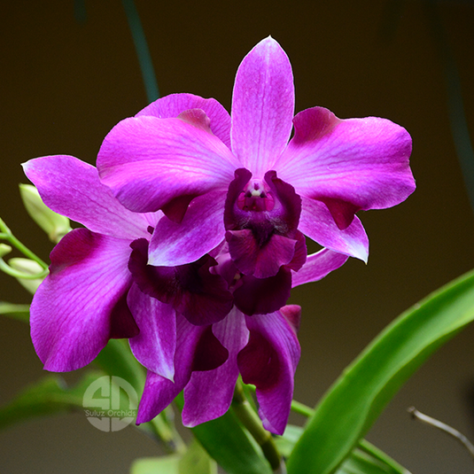 Dendrobium Orchid Trisara Mature Bushy Plant