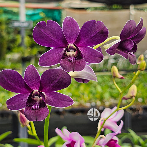Dendrobium Orchid Trudy Brandt x Blue Angel '319' Mature Bushy Plant- Ready To Flower