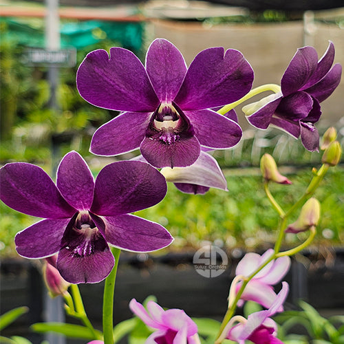 Dendrobium Blue Orchid Trudy Brandit - Blue Angel - Medium Stage