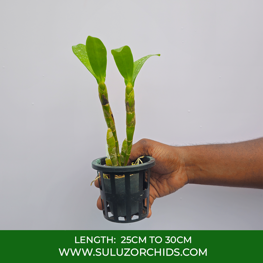 Dendrobium Orchid Truelove Exotic Plant