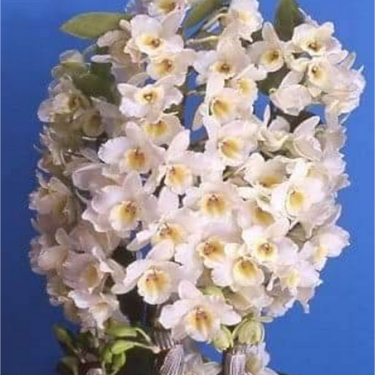 Dendrobium Orchid Truelove Exotic Plant