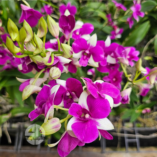 Dendrobium Orchid Plant Two Tone Mature Bushy - Ready To Flower