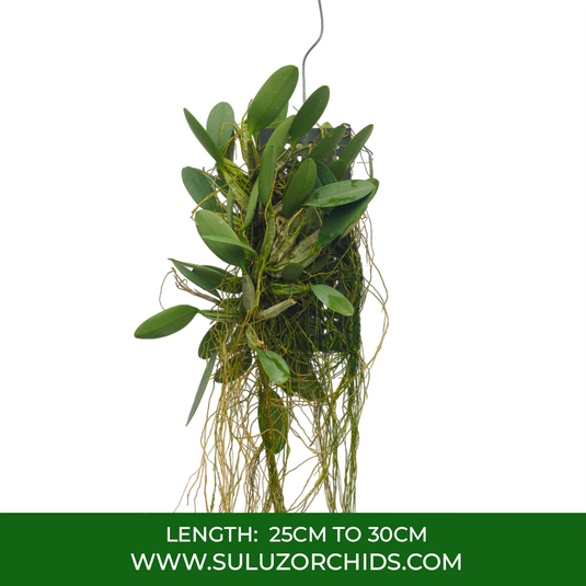 Dendrobium Orchid Ueang Phueng Exotic Plant