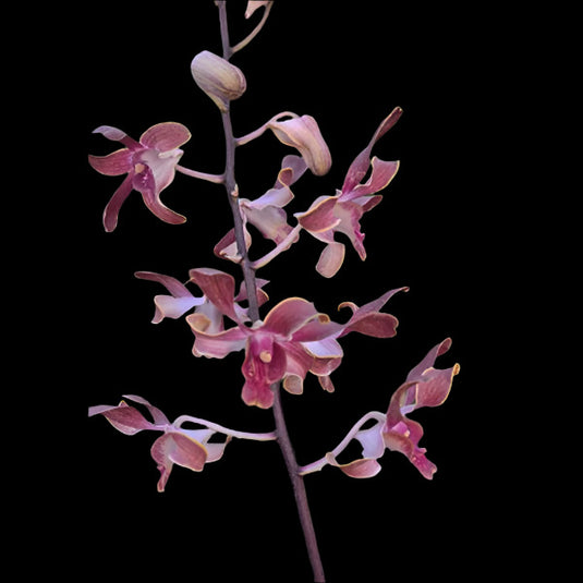Elegant Red Dendrobium orchid showcasing light red petals with contrasting center.