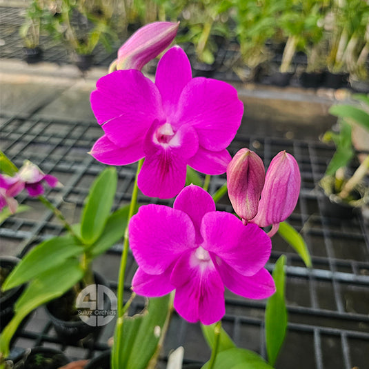 Dendrobium Orchid Violet Mature