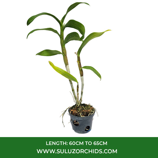 Pink Dendrobium orchid showcasing rich pink petals with a contrasting center.