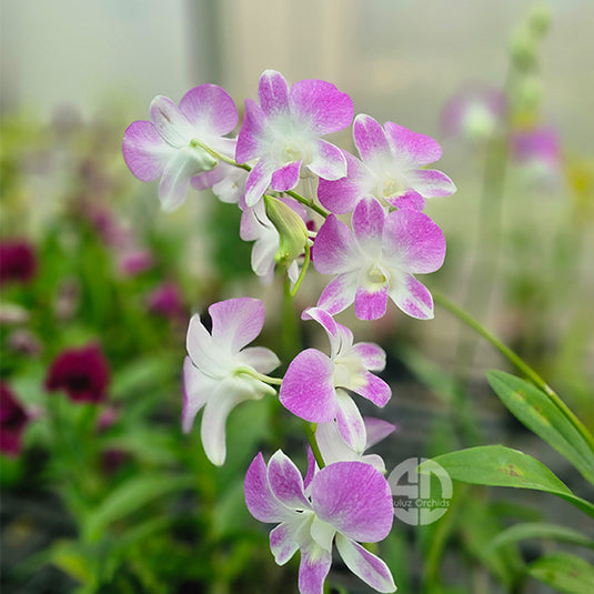 Dendrobium Orchid White Pink Mature