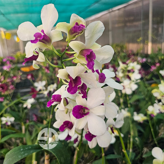 Dendrobium Orchid White With Purple Mature