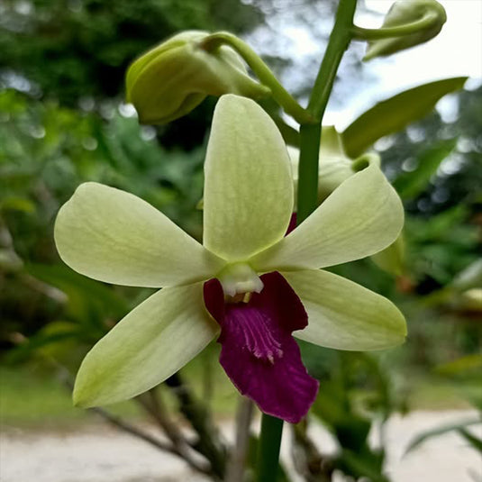 Dendrobium orchid featuring delicate white petals with subtle deep purple throat.