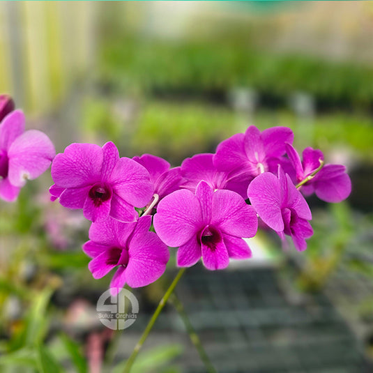 Dendrobium Orchid Yaya Victoriya Mature