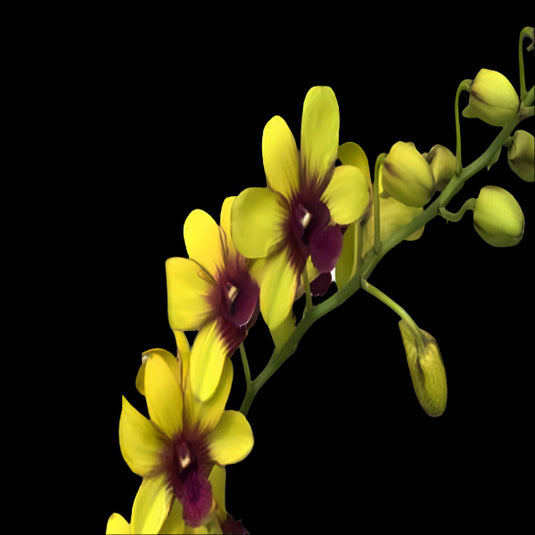 Yellow Dendrobium orchid with bright Yellow blooms and soft textured petals with purple center.