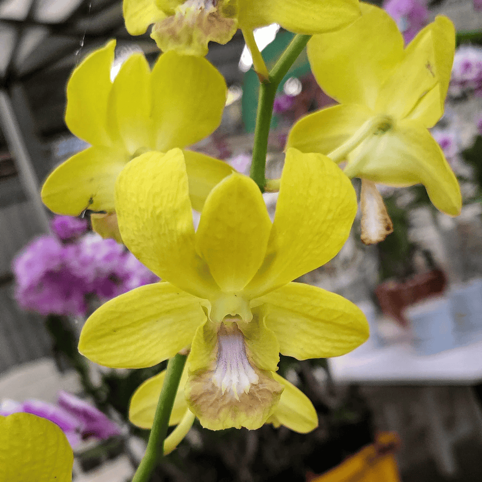 Dendrobium Orchid Yellow 58- Medium Stage