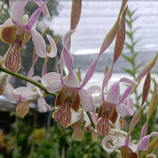 Dendrobium Orchid Plant (Rabbit White x lasianthera) #13 - Seedling