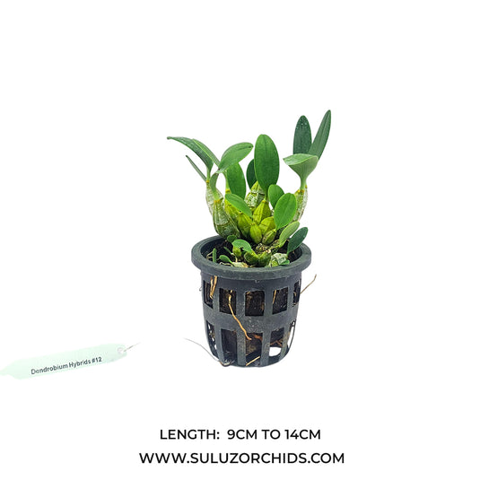 Dendrobium Lindleyi (LINDLEY) Rare Exotic Orchid